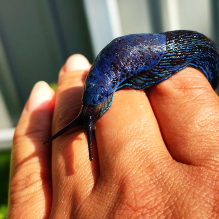 excursion from lviv entitled blue slug hunt